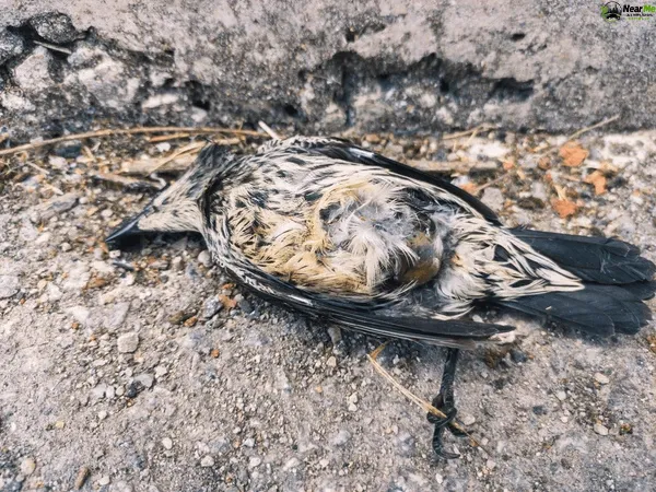 Dead Bird Removal Kagaru