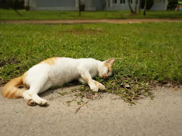 Dead Cat Removal Kagaru