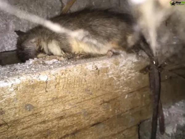 Dead Rat Removal Kagaru